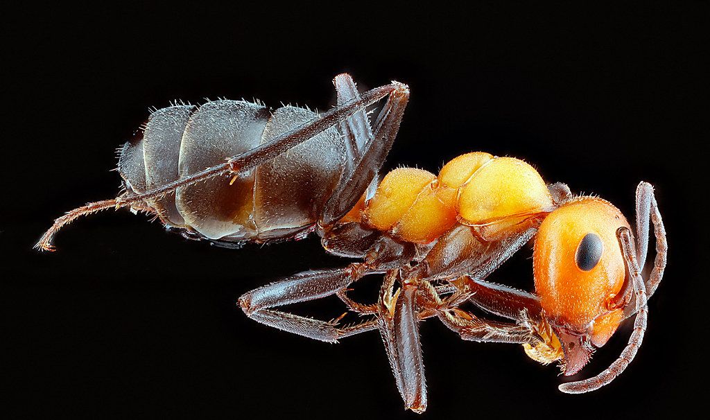 Ant Control service in Wenatchee, WA