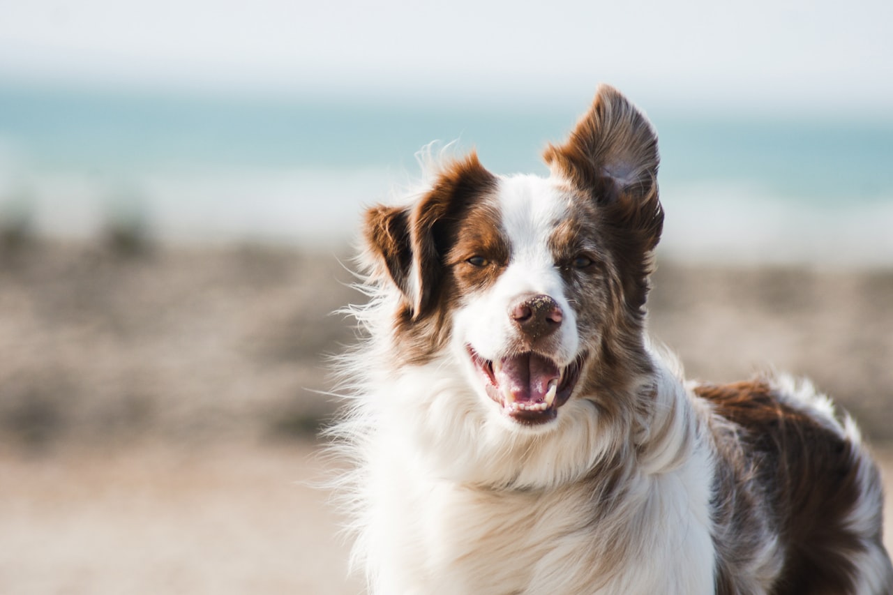 Flea & Tick Control service in Wenatchee, WA