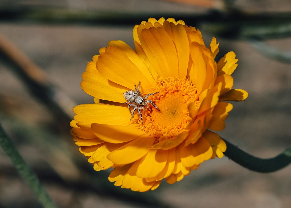 Spider Control service in Wenatchee, WA